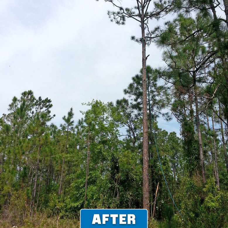 Remove Tree Orlando