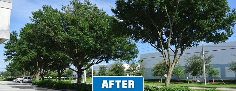 Tree Pruning Company Orlando