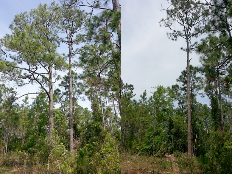 Tree Removal in St. Cloud, FL